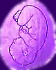 Purple Walnut Independent Midwife Logo